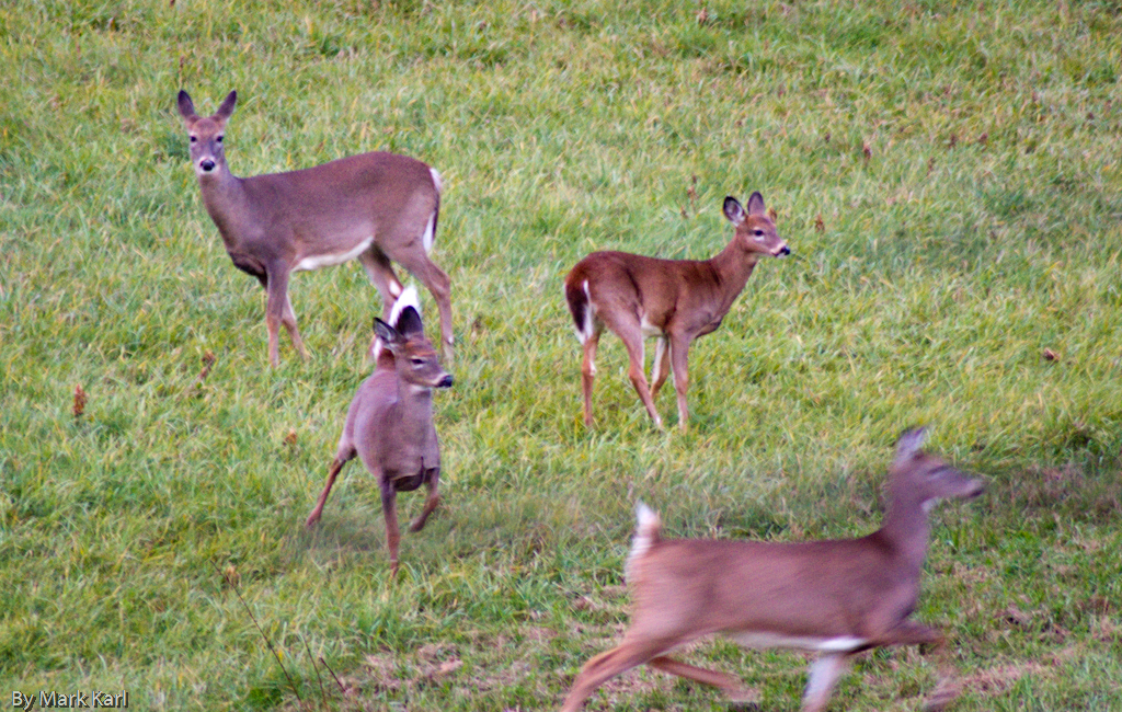 Whitetail Deer Oct 18 2012-3